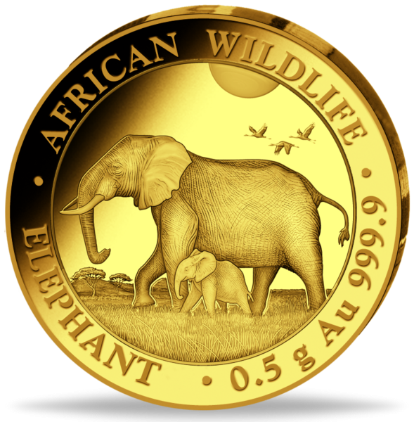 71605492022 10_0_5g_African_Wildlife_Elephant_VS